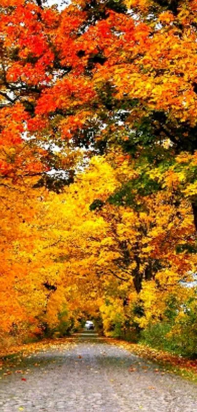 Vibrant autumn path with bright orange and yellow leaves showcasing nature's beauty.