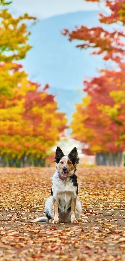 Dog sitting on a leaf-covered path with vibrant autumn trees.