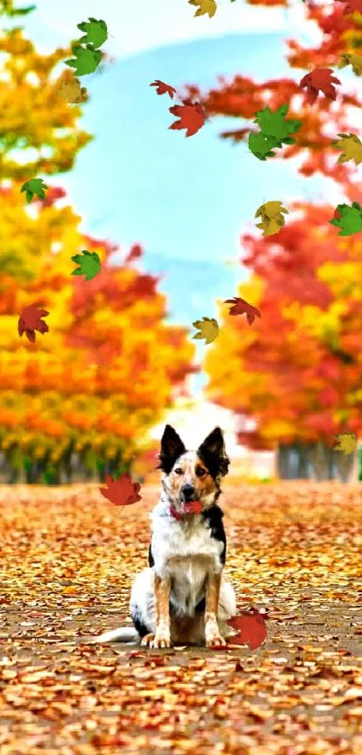 Dog sits on a leaf-covered autumn path with colorful trees.