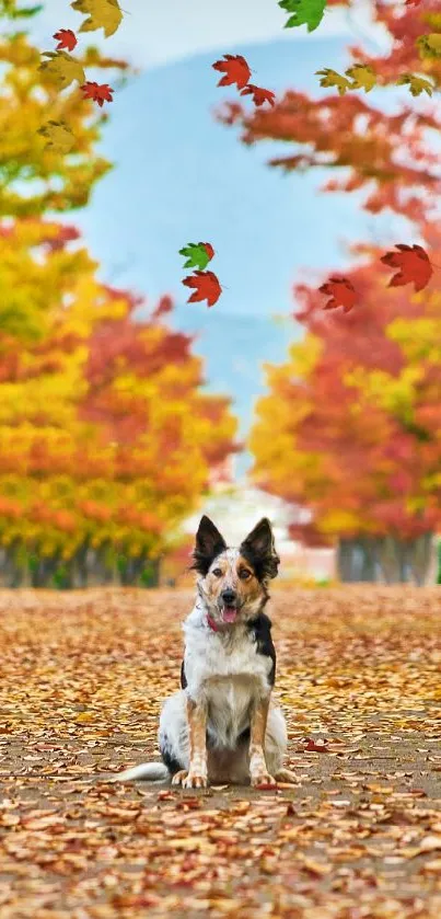 Dog sits on an autumn leaf-covered path, surrounded by colorful trees.