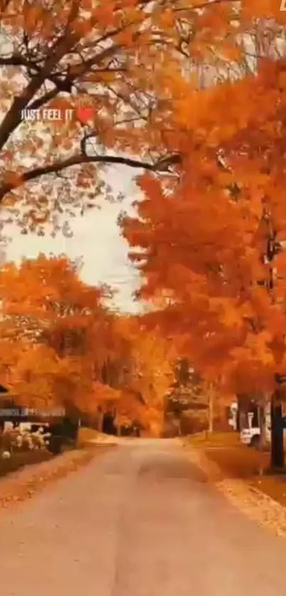 Pathway surrounded by vivid orange autumn trees.