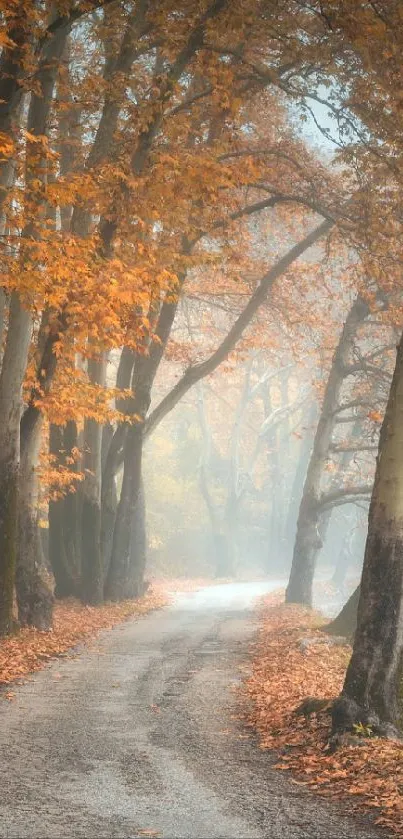 A misty autumn forest pathway with golden leaves lining the trail.