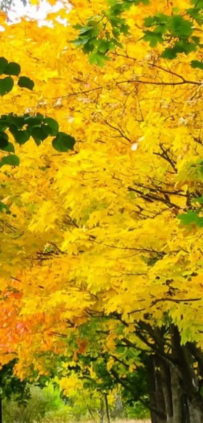 Yellow and green autumn leaves along a peaceful path.