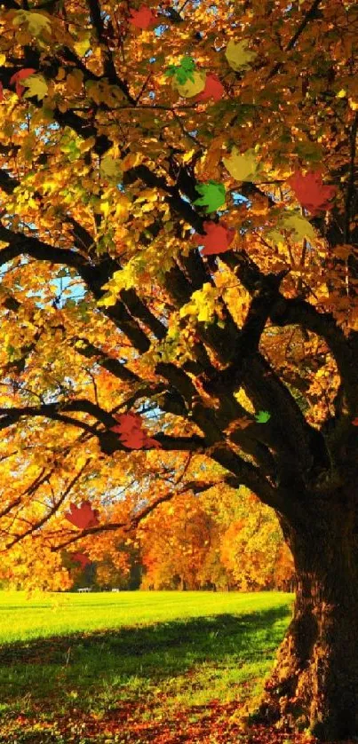 Autumn pathway with vibrant fall leaves and trees on a sunny day.