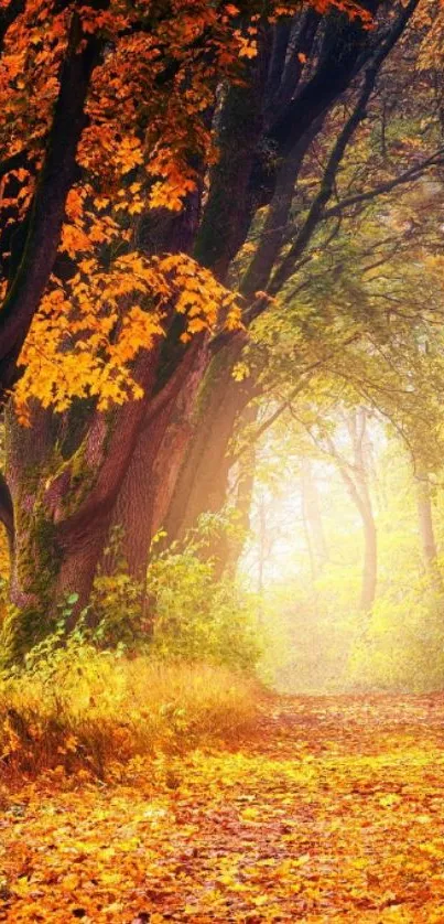 Autumn pathway with vibrant trees and leaves in a serene forest setting.