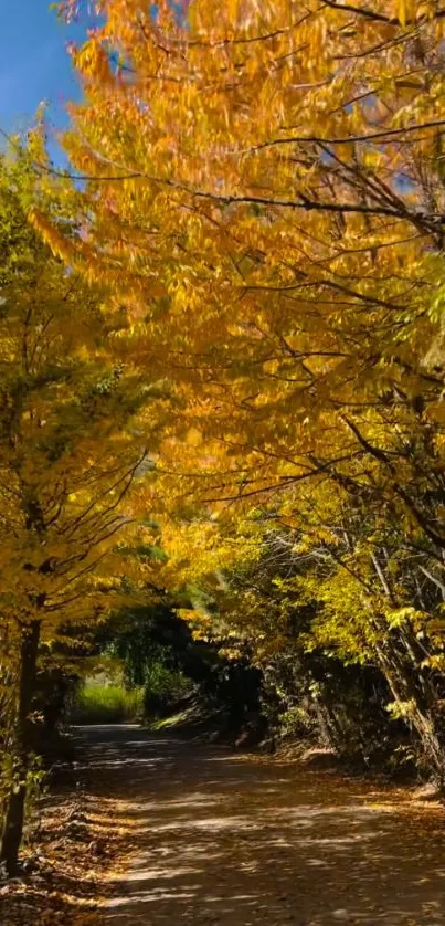 Autumn pathway with yellow and orange leaves on trees, creating a serene nature scene.