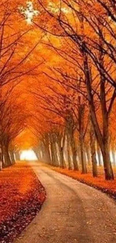 A scenic autumn pathway with vibrant orange foliage and a sunlit trail.