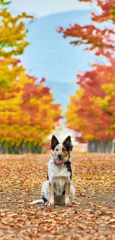 Dog sitting on a leaf-covered autumn pathway surrounded by colorful trees.