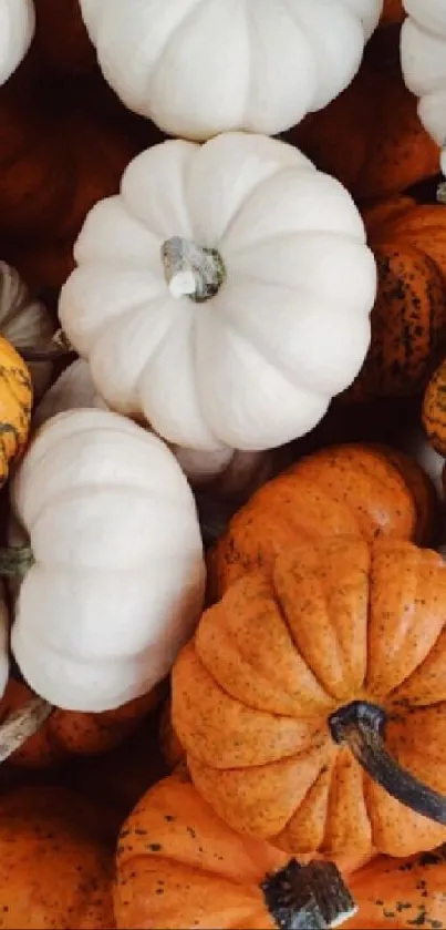 Array of white and orange pumpkins for mobile wallpaper.