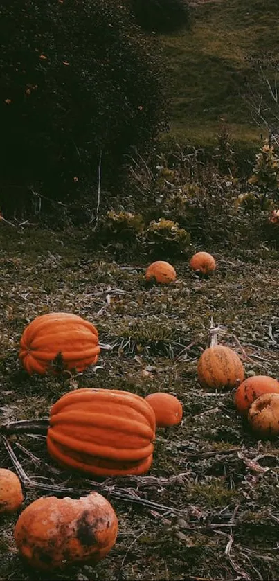 Autumn pumpkin field with scattered pumpkins and earthy tones.