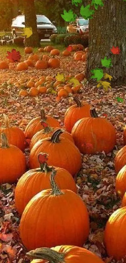 A field of bright orange pumpkins on an autumn day with colorful fallen leaves.