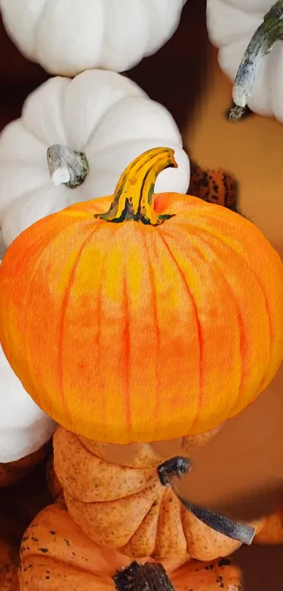 Vibrant orange pumpkin surrounded by white pumpkins, capturing a harvest theme.