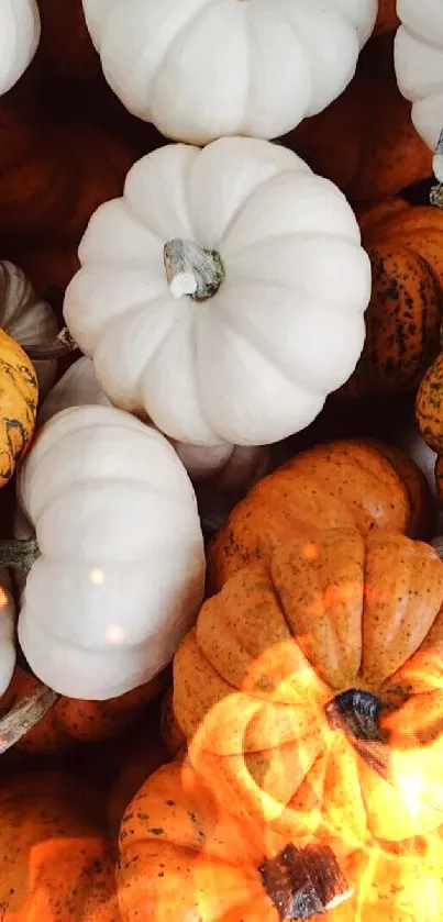 Orange and white pumpkins create a vibrant autumn wallpaper.