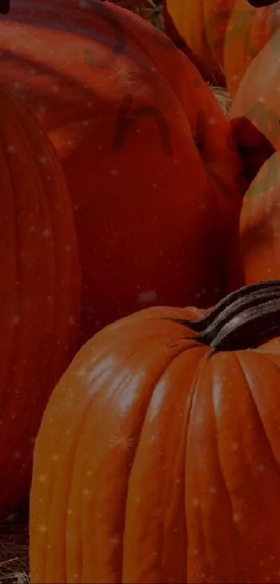 Mobile wallpaper featuring vibrant autumn pumpkins.