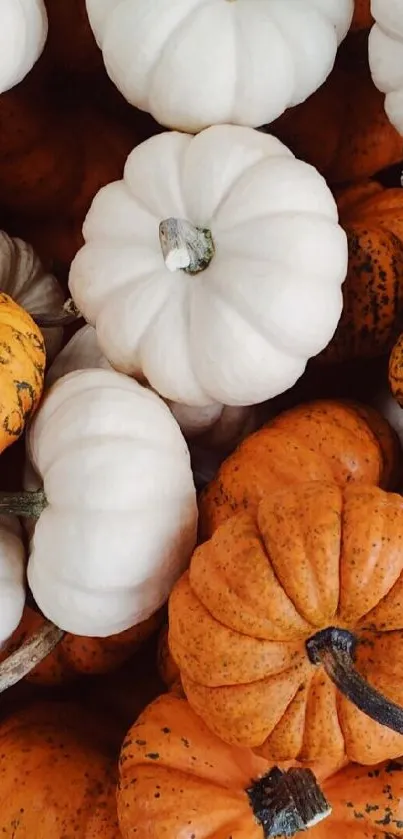 Mobile wallpaper featuring white and orange pumpkins for autumn aesthetic.