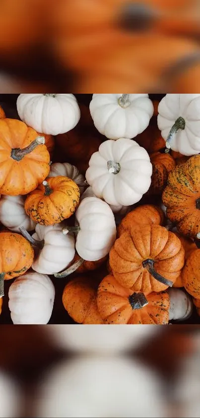 Autumn-themed wallpaper with orange and white pumpkins for mobile phones.