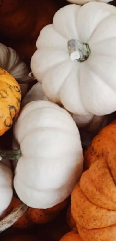 A vibrant mix of white and orange pumpkins for autumn.