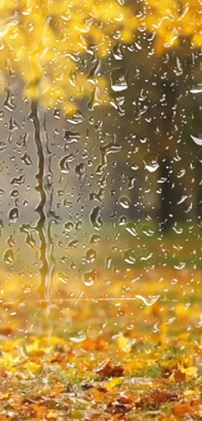 Raindrops on window with autumn leaves background.