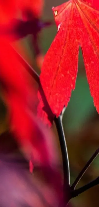 Vibrant red autumn leaf on a dark background.