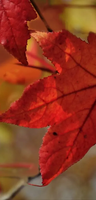 Vibrant red autumn leaf close-up.