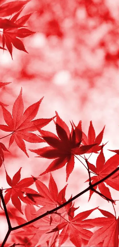 Red autumn leaves pattern mobile wallpaper with vibrant seasonal theme.