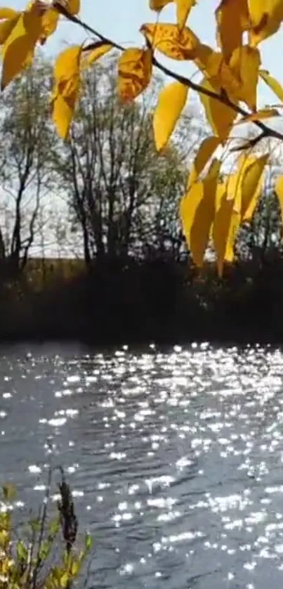 Golden autumn leaves over a sparkling river.