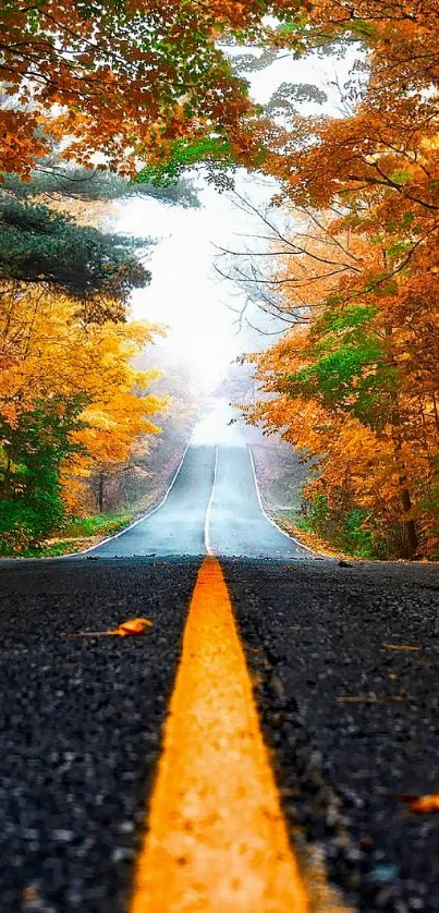 Autumn road surrounded by vibrant orange foliage.