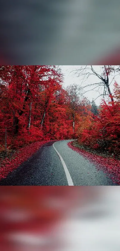 Curved road through a vibrant red autumn forest.