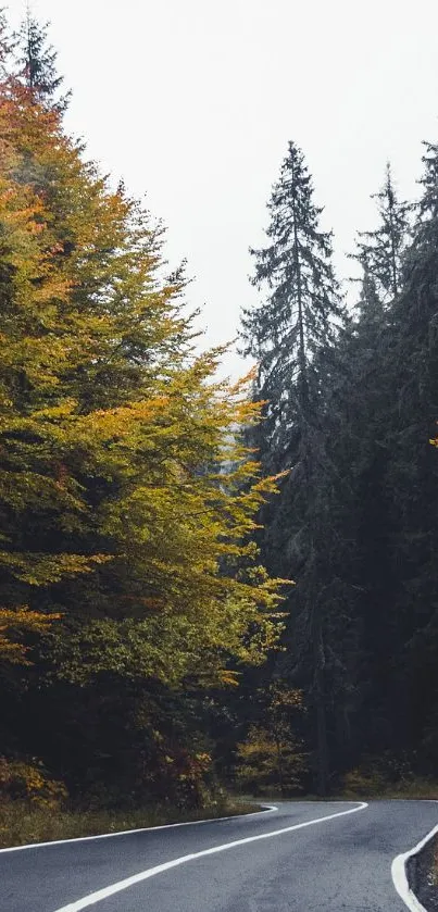 Scenic autumn road with vibrant foliage and winding path.