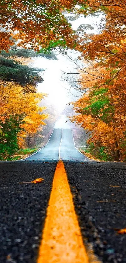 Scenic road with vibrant autumn foliage in a natural setting.