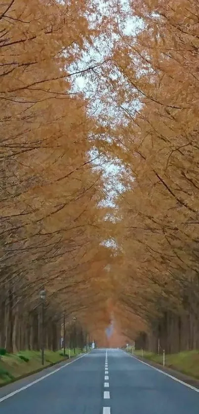 Autumn road lined with golden brown trees