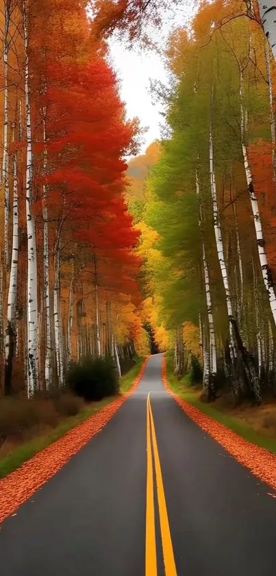 Colorful autumn road through a forest with vibrant foliage.