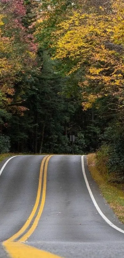 Scenic autumn road through a vibrant forest lined with colorful fall leaves.