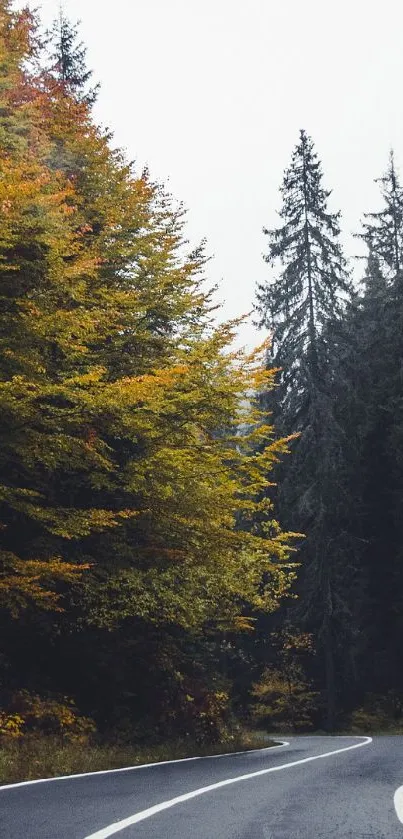 Winding road through autumn forest with colorful foliage.