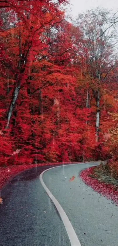 Curved road through a vibrant red autumn forest.