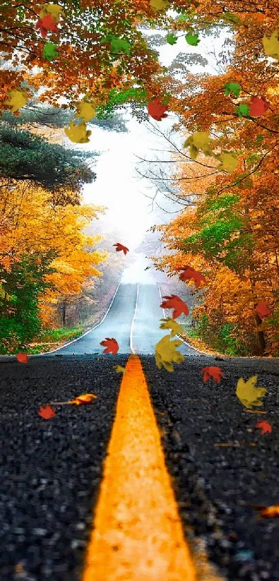 Long road surrounded by vibrant autumn leaves and colorful trees.