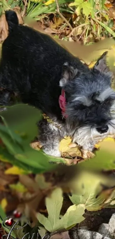 Schnauzer dog in autumn leaves wallpaper.