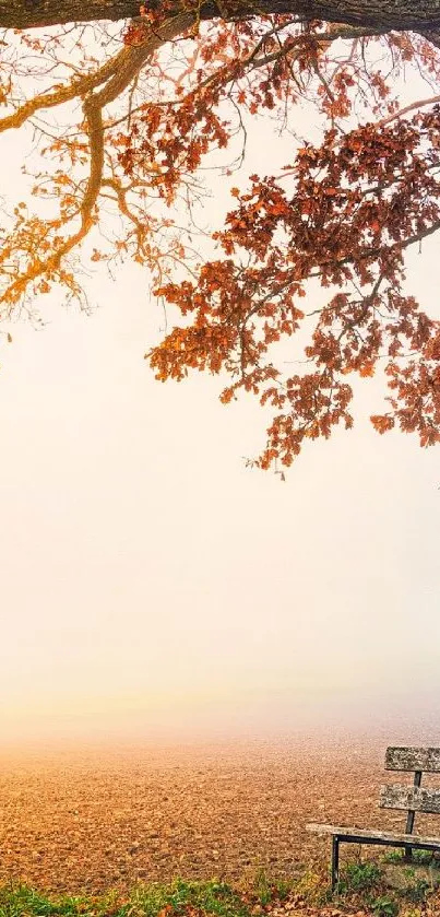 Autumn trees and misty bench background wallpaper.