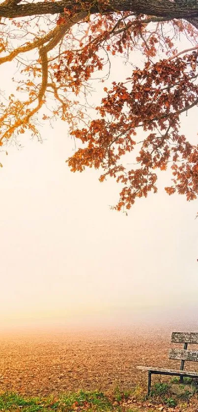 Peaceful autumn park bench with orange leaves and misty background.