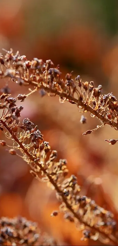 Close-up of dried autumn plants in the sunlight.