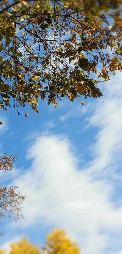 Vibrant blue sky with clouds and autumn leaves in a serene nature background.