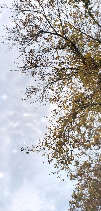 Beautiful autumn sky with tree branches and leaves.