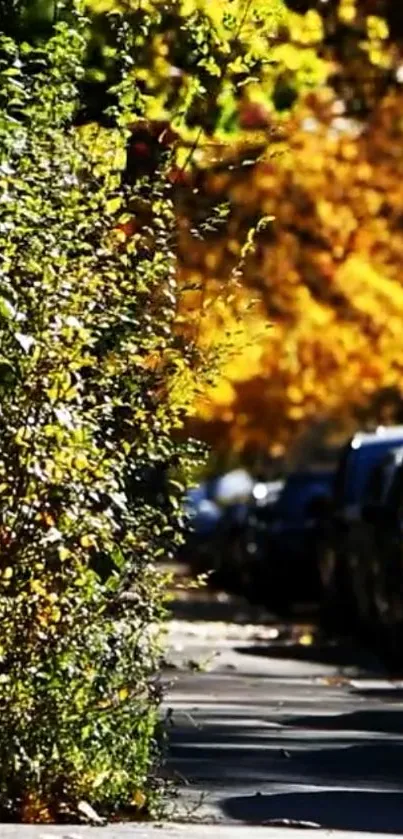 Sunlit street with golden autumn leaves and lush green bushes.