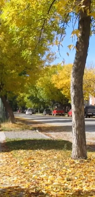 Street with autumn trees and fallen leaves.