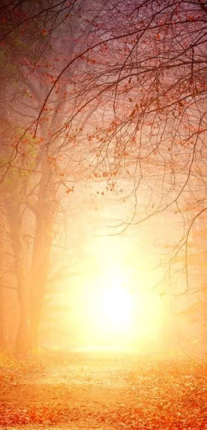 Forest path with a glowing autumn sunrise scene.