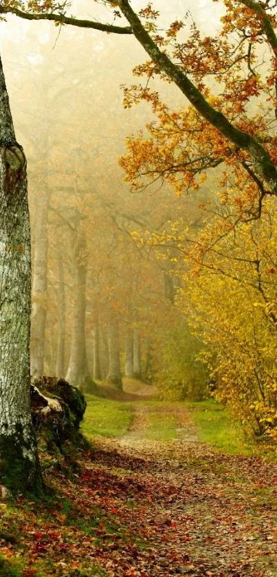 Autumn forest trail with mist and vibrant fall colors.