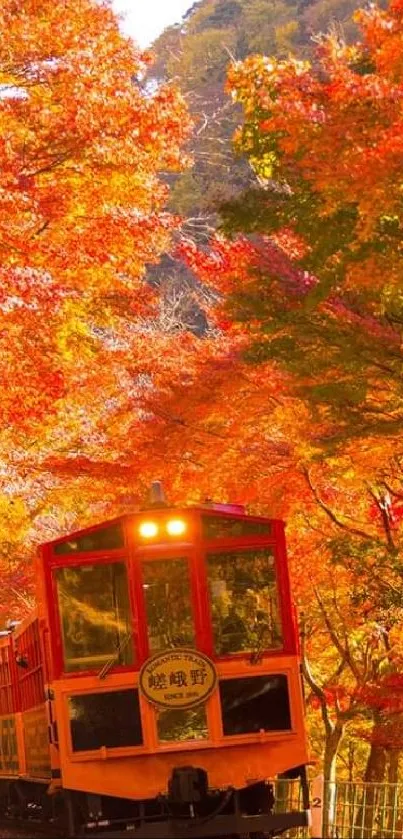 Train journey through vibrant autumn foliage with orange and yellow hues.