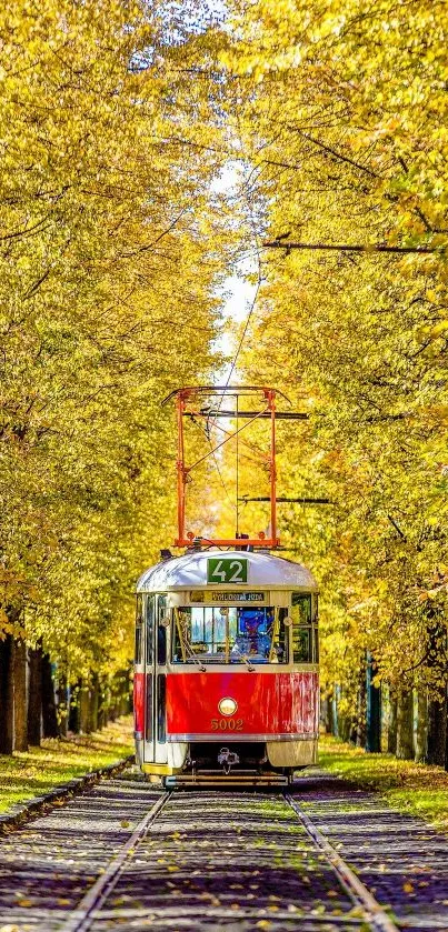 Tram travels through autumn forest with golden trees.