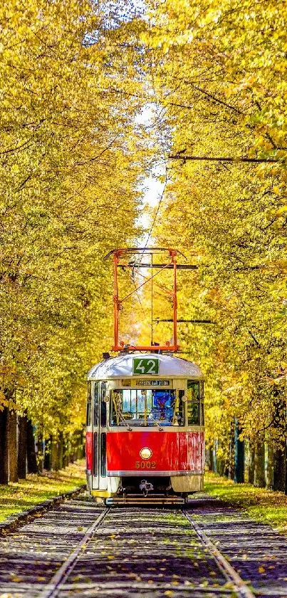 Red tram surrounded by golden autumn leaves in a tree-lined path.