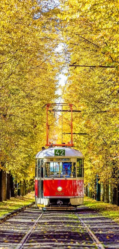 Red tram travels through golden autumn trees, creating a stunning urban wallpaper scene.